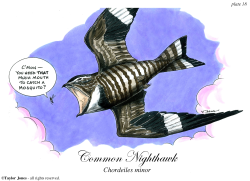 COMMON NIGHTHAWK -  by Taylor Jones