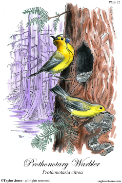 PROTHONOTARY WARBLER -  by Taylor Jones