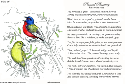FIELD GUIDE FOR THE BIRDS - PLATE 16 -  by Taylor Jones