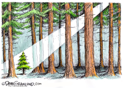 CHRISTMAS TREE AND FOREST  by Dave Granlund