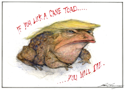 DONALD TRUMP AS A CANE TOAD by Dale Cummings