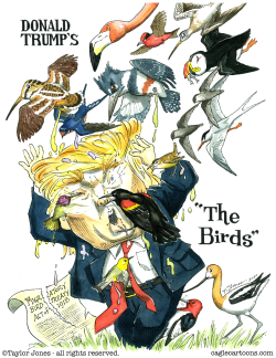 THE BIRDS by Taylor Jones