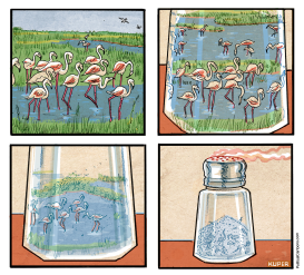 SALINATION OF MARSHES by Peter Kuper