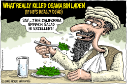 WHAT KILLED OSAMA  by Wolverton