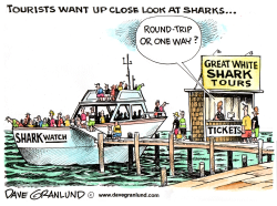 SHARK WATCHING TOURS by Dave Granlund