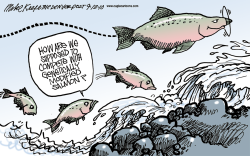GENETICALLY MODIFIED SALMON  by Mike Keefe